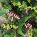 Oxybasis glauca অভ্যাস