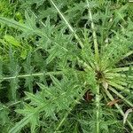 Cirsium ferox عادت داشتن