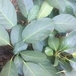 Dendropanax cuneatus Hoja