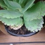 Kalanchoe marmorata Folha