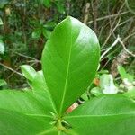 Psidium guineense Leaf