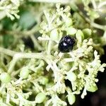 Palicourea luxurians Plod