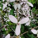 Congea tomentosa Flor
