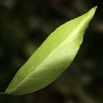 Maytenus floribunda ഇല
