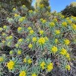 Euphorbia dendroides Flower