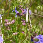 Scutellaria drummondii Yeri