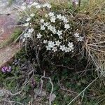 Minuartia recurva Hábito