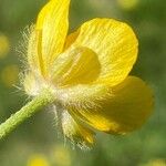 Ranunculus aduncus