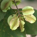 Combretum molle Fruit