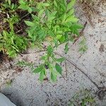 Vaccinium angustifolium Hábito