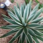 Agave vivipara 葉