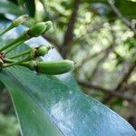 Erythroxylum laurifolium Fruit