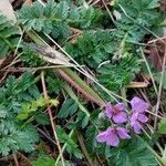 Erodium acaule Blüte