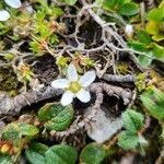 Arenaria biflora Fleur