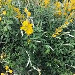 Genista monspessulana برگ