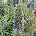 Echium candicansKvět