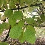 Cornus kousa Frunză