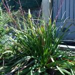 Kniphofia linearifolia Habit