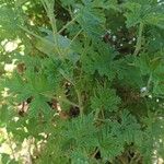 Pelargonium odoratissimum Leaf