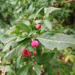 Euonymus europaeusFruit