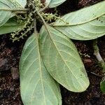 Tetrorchidium euryphyllum 葉
