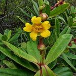 Hibbertia trachyphylla Квітка
