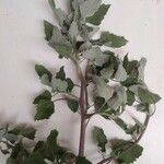 Chenopodium vulvaria List