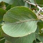 Roupala montana Leaf