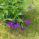 Lobelia erinus Кветка