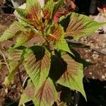 Amaranthus tricolor Levél