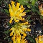 Anthyllis vulneraria Blüte