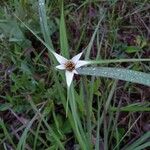 Rhynchospora nervosa Λουλούδι