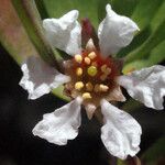 Pemphis acidula Flower