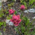 Castilleja rhexiifolia 花