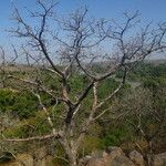 Sterculia setigera Hábito