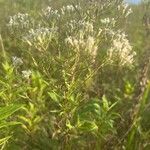 Eupatorium hyssopifolium Virág