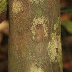 Iryanthera hostmannii 樹皮