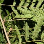 Havardia campylacantha