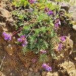 Oxytropis jacquinii Flower