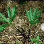 Viola pinnata Other