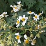 Montanoa hibiscifolia Floare