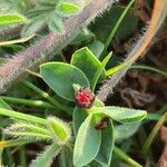 Euphorbia pyrenaica Цвят