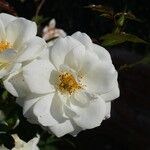 Rosa laevigata Λουλούδι