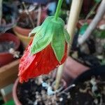 Callianthe picta Flor