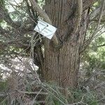 Juniperus virginiana Habitus