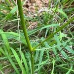 Cirsium erisithales Bark