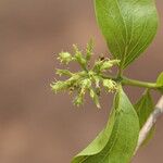 Strychnos spinosa Blüte