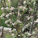 Malus domestica ᱵᱟᱦᱟ