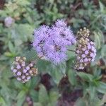 Conoclinium coelestinum Flower