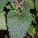 Scutellaria ovata Leaf